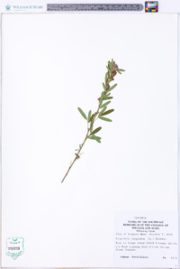 Lespedeza virginica image