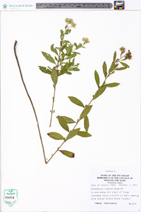 Eupatorium semiserratum image