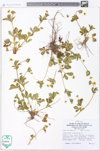 Potentilla canadensis image