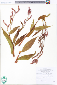 Polygonum densiflorum image