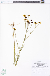 Coreopsis tinctoria image