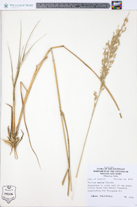 Panicum amarum image