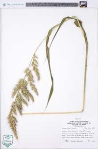 Echinochloa walteri image