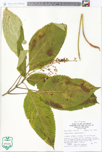 Collinsonia canadensis image