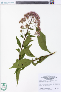 Eupatorium dubium image