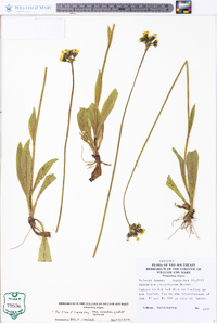 Hieracium caespitosum image