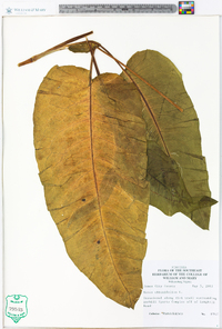 Rumex obtusifolius image