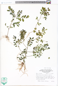 Phyllanthus caroliniensis image