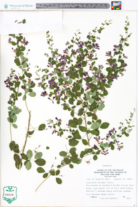 Lespedeza bicolor image