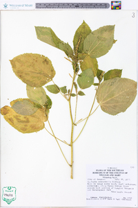 Acalypha ostryifolia image