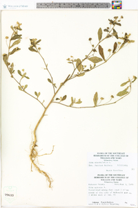 Sida rhombifolia image