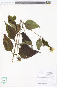 Helianthus decapetalus image