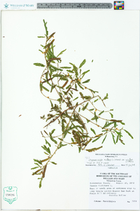 Chamaecrista nictitans var. nictitans image