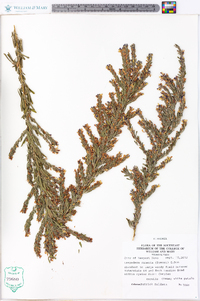 Lespedeza cuneata image