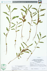 Chamaecrista nictitans var. nictitans image