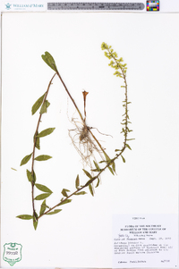 Solidago bicolor image
