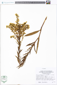 Solidago sempervirens image