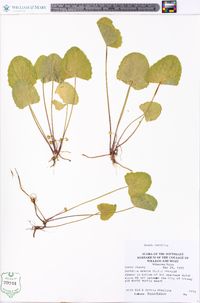 Centella erecta image