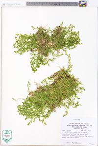 Selaginella apoda image