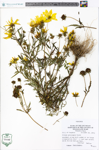 Bidens polylepis image