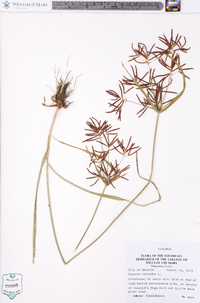 Cyperus rotundus image