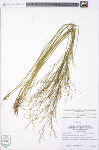 Juncus diffusissimus image