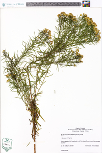 Euthamia tenuifolia image