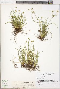 Juncus repens image