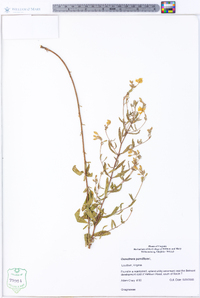 Oenothera parviflora image