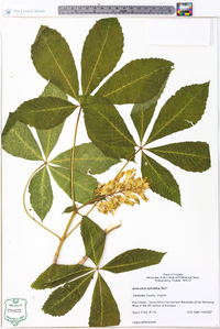 Aesculus sylvatica image