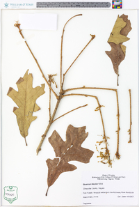 Quercus bicolor image