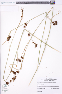 Rhynchospora chalarocephala image