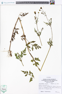 Bidens bipinnata image