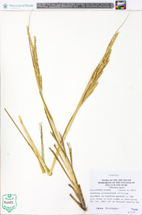 Spartina alterniflora image