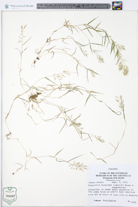 Eragrostis hypnoides image