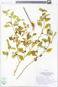 Solanum ptychanthum image