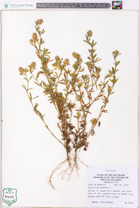 Trifolium arvense image