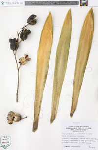 Yucca filamentosa image