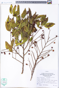 Celtis tenuifolia image