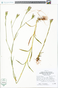 Dianthus armeria subsp. armeria image