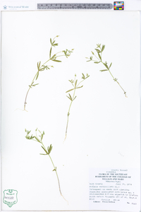 Polygala verticillata image