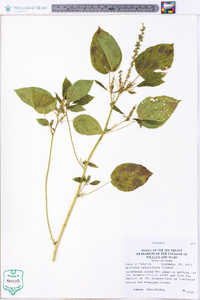 Acalypha ostryifolia image