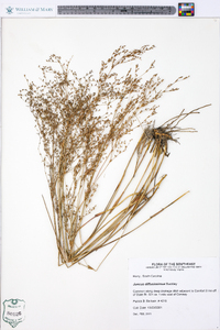 Juncus diffusissimus image