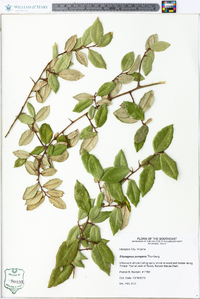 Elaeagnus pungens image