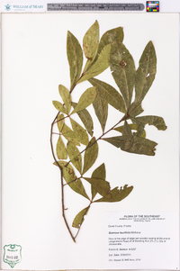 Quercus laurifolia image