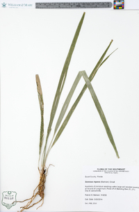 Serenoa repens image