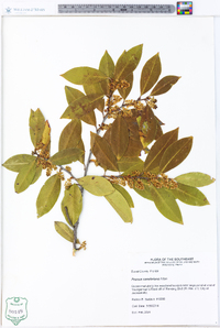 Prunus caroliniana image