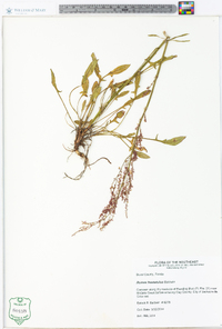 Rumex hastatulus image