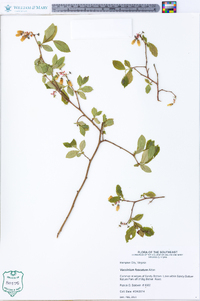 Vaccinium fuscatum image