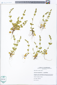 Veronica serpyllifolia var. serpyllifolia image